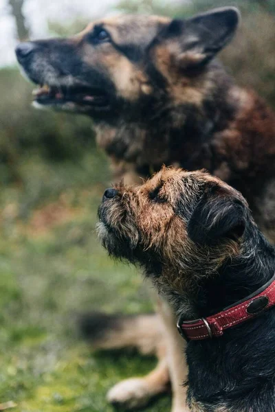 Lindo Perro Terrier Fronterizo Pastor Alemán Sentado Hierba —  Fotos de Stock