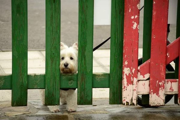 Ein Hund West Highland White Terrier Der Nähe Des Holzzauns — Stockfoto