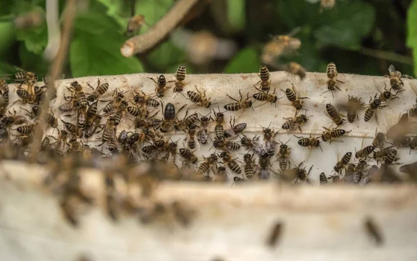 Μια Εναέρια Λήψη Πολλών Μελισσών Στην Κυψέλη — Φωτογραφία Αρχείου