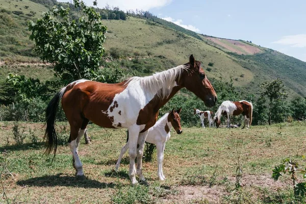 Horizontal View Brown White Horse Foal — Stock Photo, Image