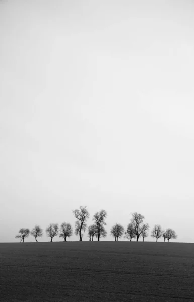 Tiro Vertical Tons Cinza Árvores Sem Folhas Sob Céu Nublado — Fotografia de Stock