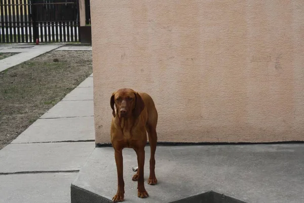 Solo Perro Moreno Gran Daga Pie Mirando Cámara — Foto de Stock