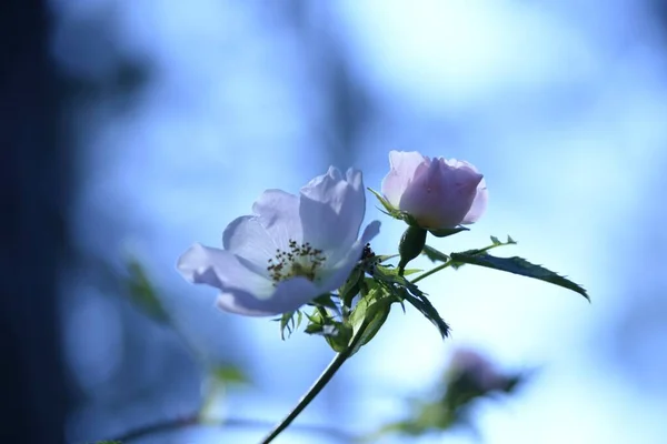 Egy Közeli Felvétel Két Gyönyörű Rosa Canináról — Stock Fotó