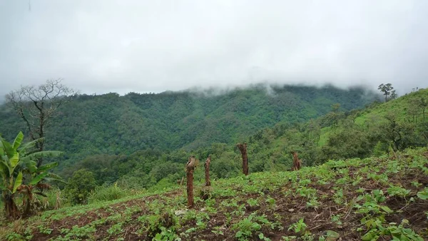 Egy Gyönyörű Táj Erdő Zöld Fák Ködös — Stock Fotó
