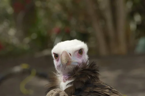 Uma Foto Close Cabeça Condor Califórnia Com Fundo Borrado — Fotografia de Stock