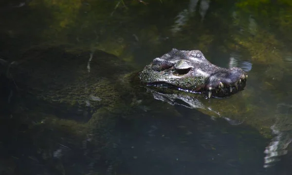 Вид Дикого Аллигатора Воде Головой Захваченной Солнечный День — стоковое фото