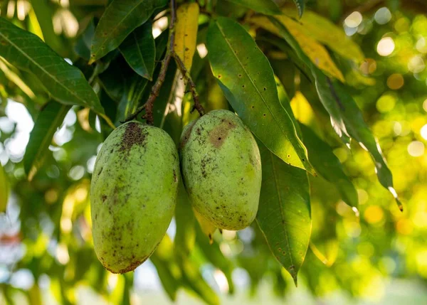 Closeup Mango Proaspăt Verde Agățat Copac — Fotografie, imagine de stoc