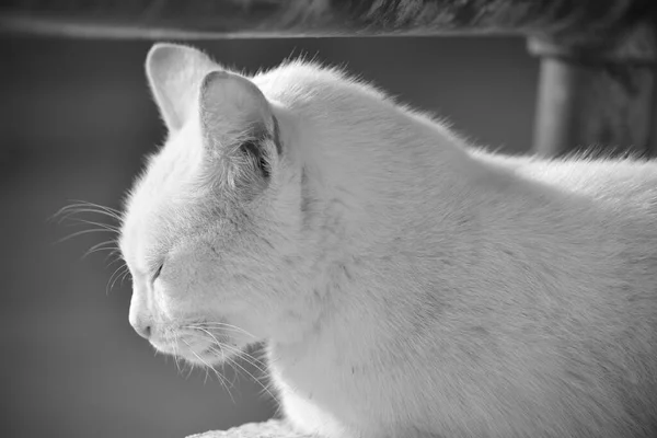 马耳他戈佐 一只白色的猫 栖息在锈蚀的金属栏杆下的一面矮墙上 适应住在外面 照片为黑白相间 — 图库照片