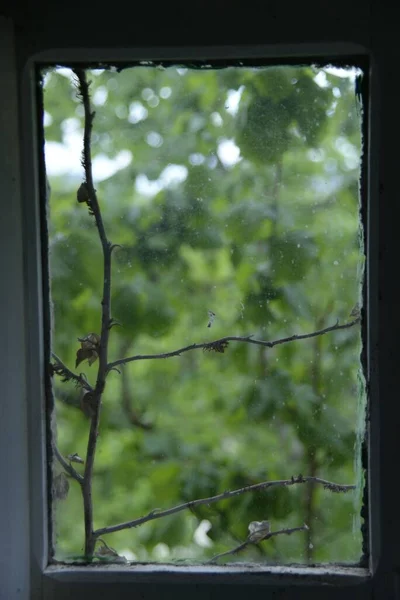 Eine Vertikale Aufnahme Eines Fensters Mit Ästen — Stockfoto
