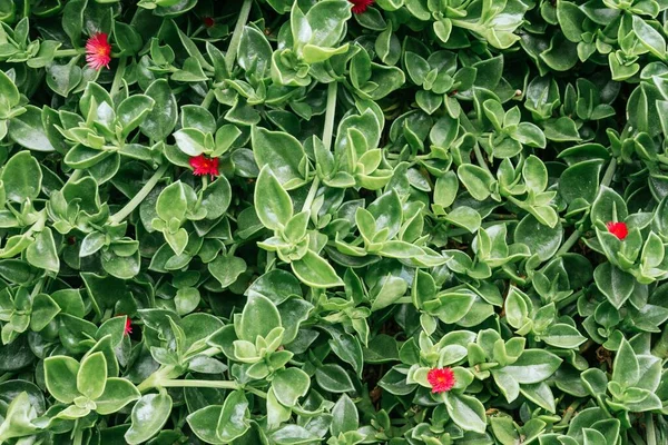 Gros Plan Feuilles Haies Vertes Avec Petites Fleurs Rouges — Photo