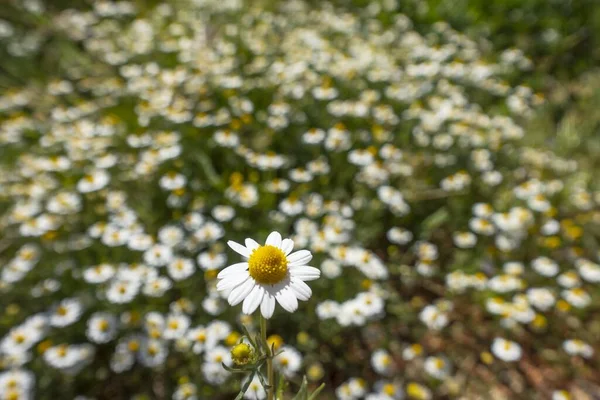 Tiro Seletivo Foco Uma Margarida Bonita Oxeye Campo — Fotografia de Stock