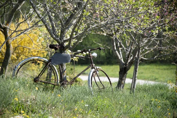 晴れた日に撮影された木の下の美しいフィールドに古い美しい自転車の景色 — ストック写真