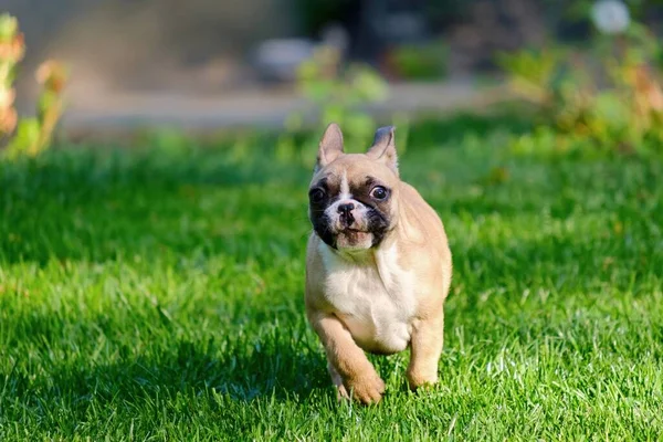 Söt Fransk Bulldogg Som Springer Ett Grönt Gräsfält Dagtid — Stockfoto