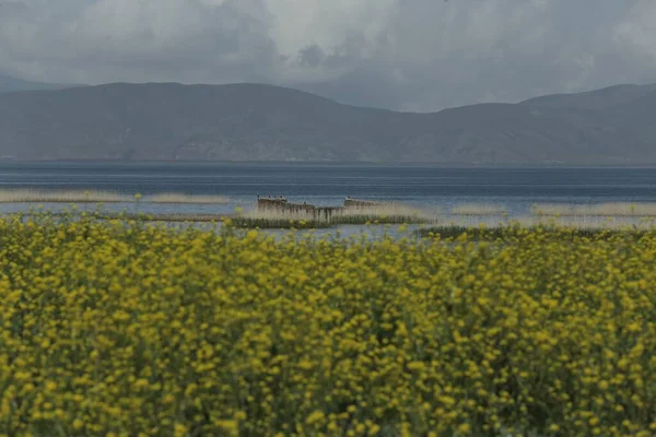 Sarı Çiçekli Sevan Gölü Nün Güzel Bir Görüntüsü — Stok fotoğraf