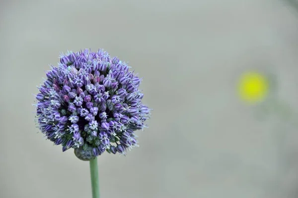 Closeup Shot Purple Flower Blurred Background — Stock Photo, Image