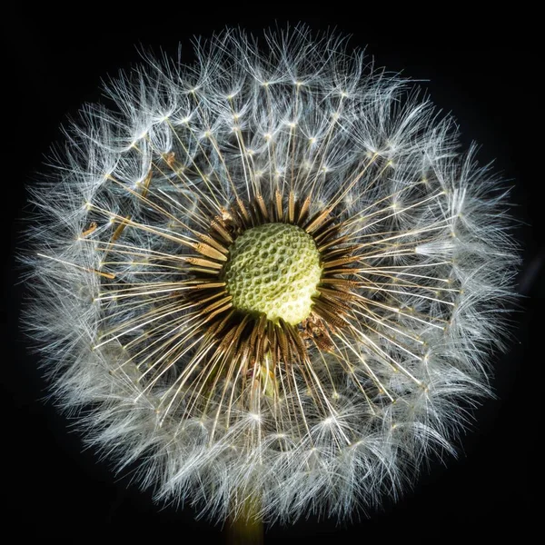 Eine Nahaufnahme Einer Schönen Löwenzahnblüte Isoliert Auf Schwarzem Hintergrund — Stockfoto