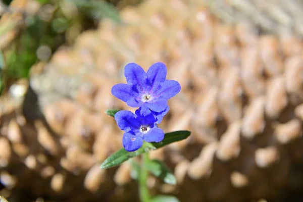 Closeup Shot Purple Gentiana Flower — Stock Photo, Image