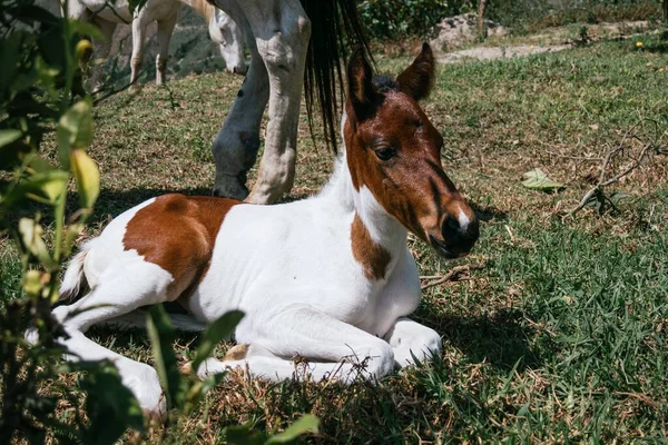 Lovitură Închidere Mânzului Care Stă Pământ — Fotografie, imagine de stoc