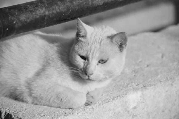 Gato Branco Descansando Uma Parede Baixa Sob Corrimão Metal Enferrujado — Fotografia de Stock