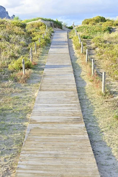 Tiro Vertical Caminho Madeira Cercado Por Plantas Grama — Fotografia de Stock