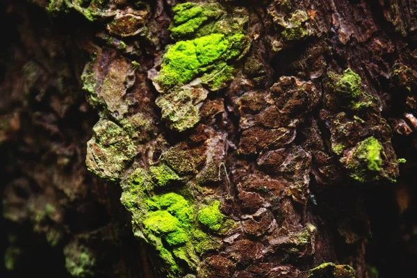 Tiro Close Belo Pedaço Tronco Uma Árvore Que Tornou Verde — Fotografia de Stock