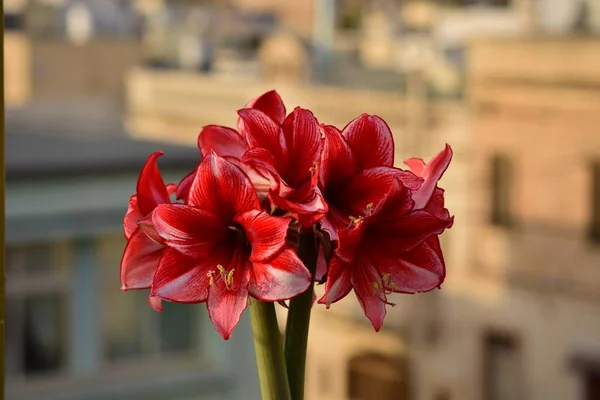Birzebbuga Malta Gru 2014 Kilka Kwiatów Charyzmy Amaryllis Dwóch Łodyg — Zdjęcie stockowe