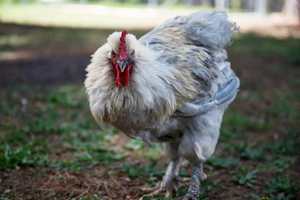 Tiro Seletivo Foco Galo Branco Campo Capturado Dia Ensolarado — Fotografia de Stock