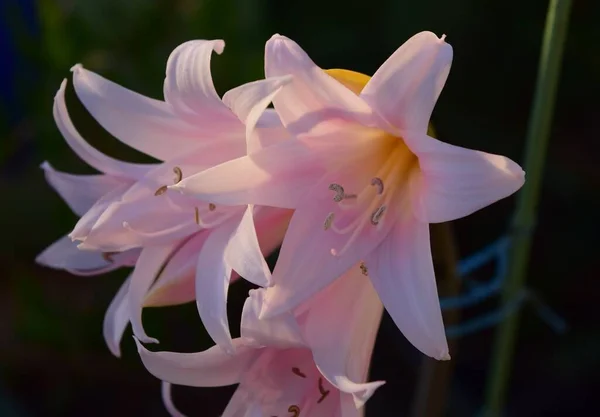 Talo Amaryllis Belladonna Com Cinco Flores Cor Rosa Plena Floração — Fotografia de Stock