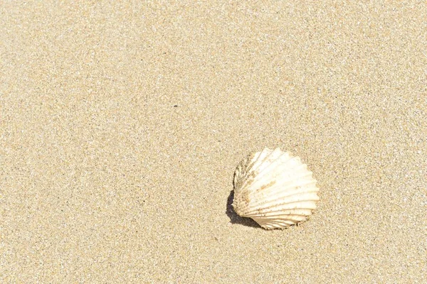 Gros Plan Une Coquille Sur Plage Sable — Photo