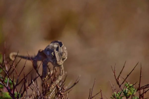 Ein Mediterranes Chamäleon Chamaeleo Chamaeleon Sonnt Sich Auf Einem Mediterranen — Stockfoto