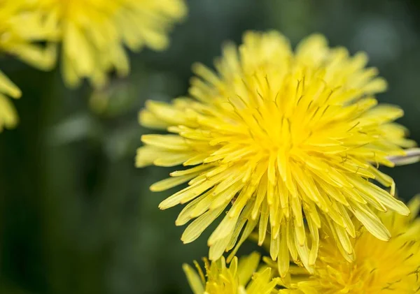 Enfoque Selectivo Diente León Amarillo —  Fotos de Stock