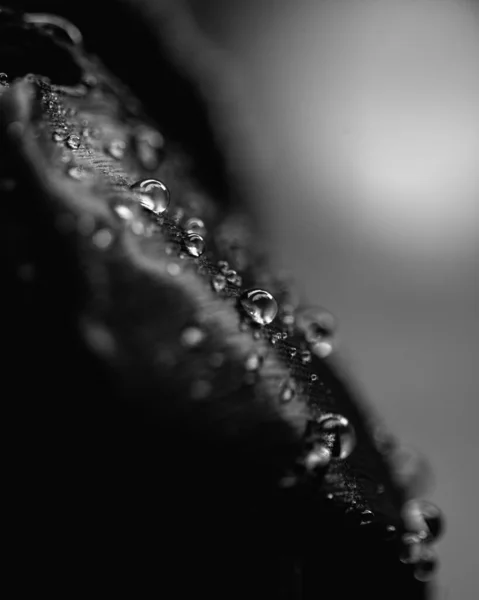 Vertical Closeup Grayscale Shot Waterdrops Black Tulip — Stock Photo, Image