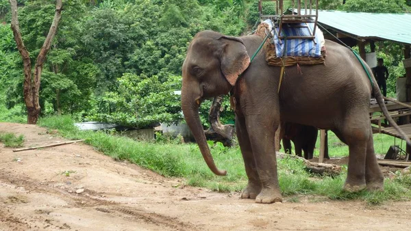 Индийский Слон Деревья Заднем Плане — стоковое фото