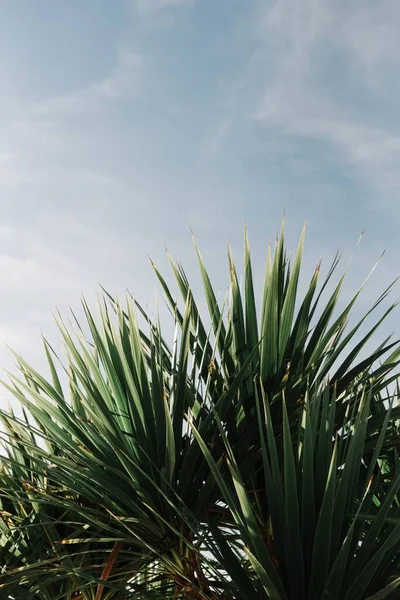 Plano Vertical Hermosas Plantas Tropicales Verdes — Foto de Stock