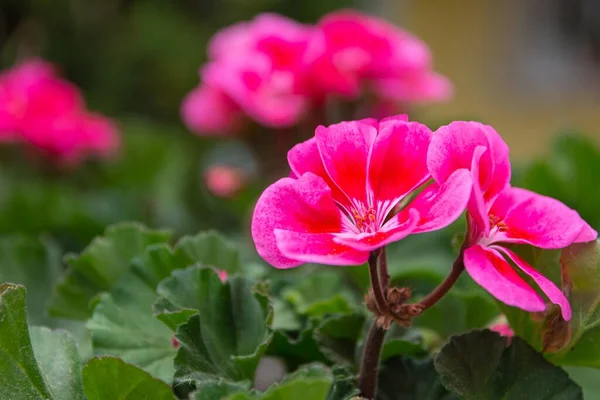 Primer Plano Una Hermosa Flor Rosa — Foto de Stock