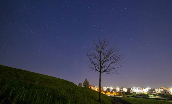 Widok Drzewa Zabudowaniami Miejskimi Światłami Tle Pod Gwiaździstym Niebem — Zdjęcie stockowe