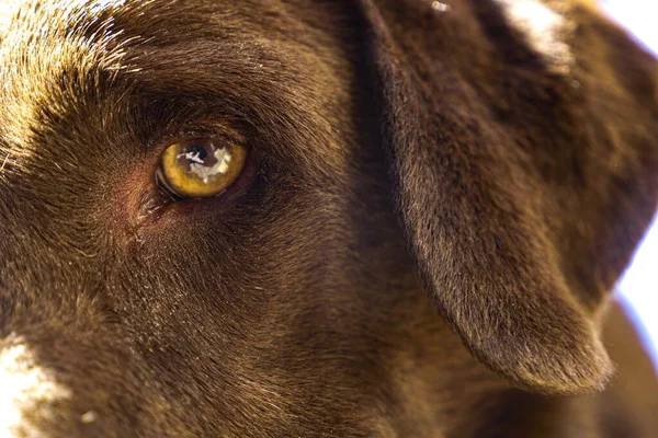 Hermoso Ojo Perro Marrón Mirando Directamente Cámara — Foto de Stock