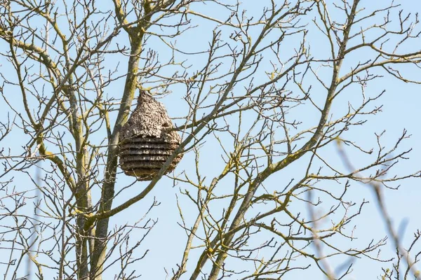 Asiatische Wespe Velutina Wasp Bienenstock Einem Baum Herbst — Stockfoto