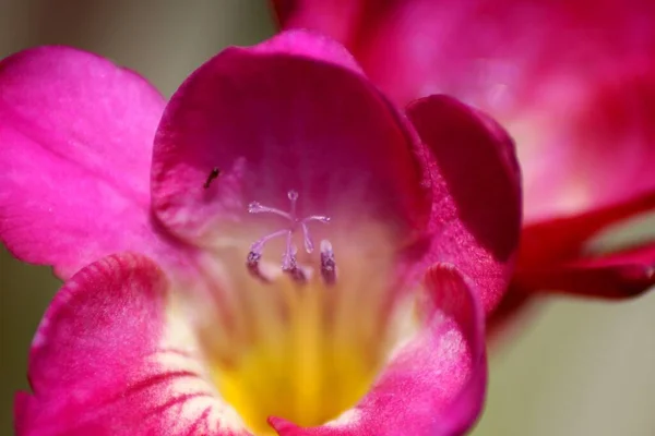 ピンク色の素晴らしい花のクローズアップショット — ストック写真