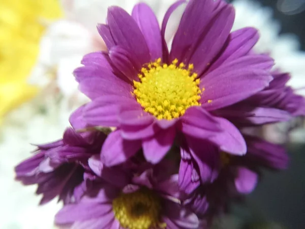 Gros Plan Une Marguerite Violette Dans Bouquet — Photo