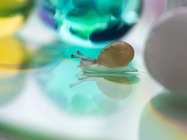 Eine Niedliche Kleine Babyschnecke Kriecht Auf Schönen Und Bunten Transparenten — Stockfoto