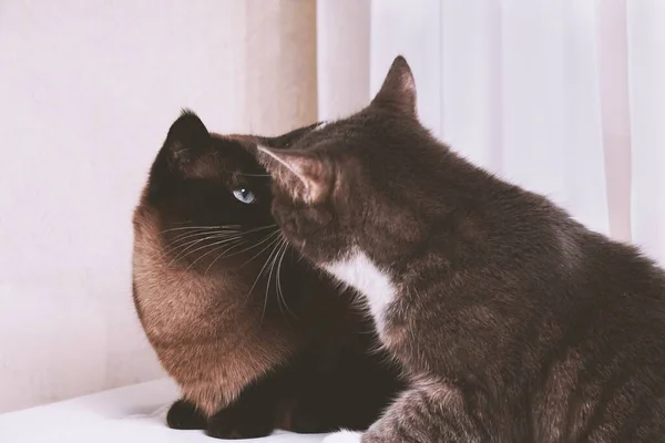 Gato Preto Olhando Para Seu Reflexo Espelho — Fotografia de Stock