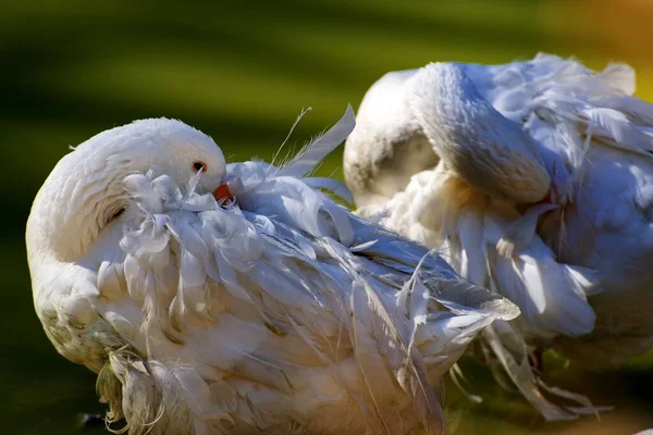 Красивый Горизонтальный Снимок Двух Белых Уток Прячущих Головы Своих Крыльях — стоковое фото