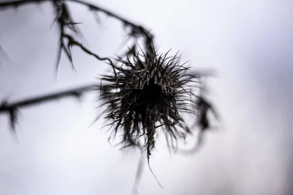 Померла Квітка Будяка Восени Великобританії — стокове фото
