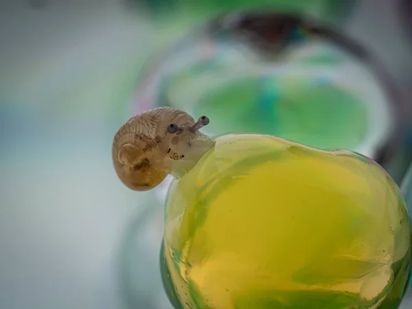 Petit Bébé Escargot Mignon Rampant Sur Belles Billes Transparentes Colorées — Photo