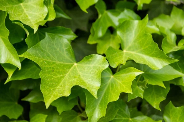 Primo Piano Alto Angolo Colpo Piante Verdi Crescita Perfetto Sfondo — Foto Stock