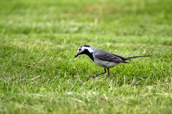 Schöne Aufnahme Eines Vogels Auf Der Suche Nach Nahrung Gras — Stockfoto