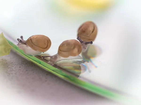 Selective Focus Shot Some Baby Snails Crawling Transparent Surface Some — Stock Photo, Image