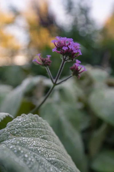 Una Toma Vertical Verrugas Puprletop Rodeadas Vegetación Campo Bajo Luz — Foto de Stock