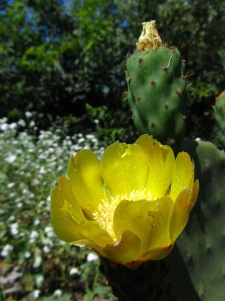 Coup Vertical Tampon Poire Piquante Opuntia Aux Fruits Fleurs Capturés — Photo